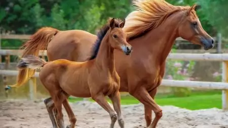 Magyar kutatók a nemzetközi lóegészségügyi együttműködés élvonalában