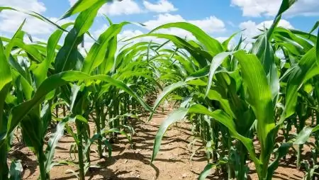 Elindult a vetés.  Készüljünk fel a kukorica gyomirtására!