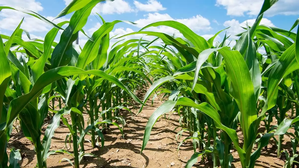 Elindult a vetés.  Készüljünk fel a kukorica gyomirtására!