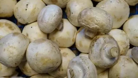 Tavaly is pozitív volt a csiperkegomba külkereskedelmi egyenlege