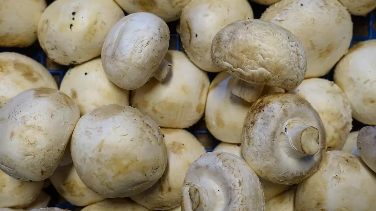 Tavaly is pozitív volt a csiperkegomba külkereskedelmi egyenlege