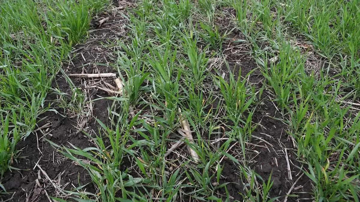 A búzatermesztés növényvédelmi fináléja