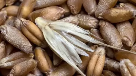 Alacsonyabb búzatermés várható a világpiacon