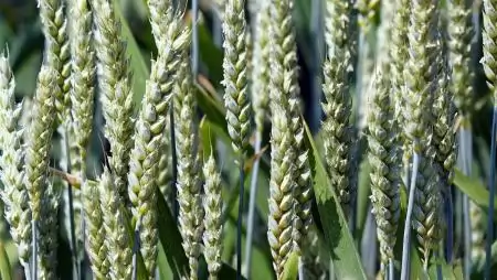 A gabonatermesztés kilátásai továbbra is pozitívak, de a növekvő inputköltségek bizonytalanságot okoznak a vetés előtt