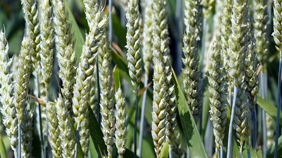 A gabonatermesztés kilátásai továbbra is pozitívak, de a növekvő inputköltségek bizonytalanságot okoznak a vetés előtt