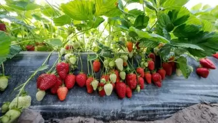 Érdemes hazai szamócát választani