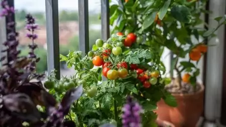 Megjött a tavasz, elindult a kiskerti vetőmagok beszerzése