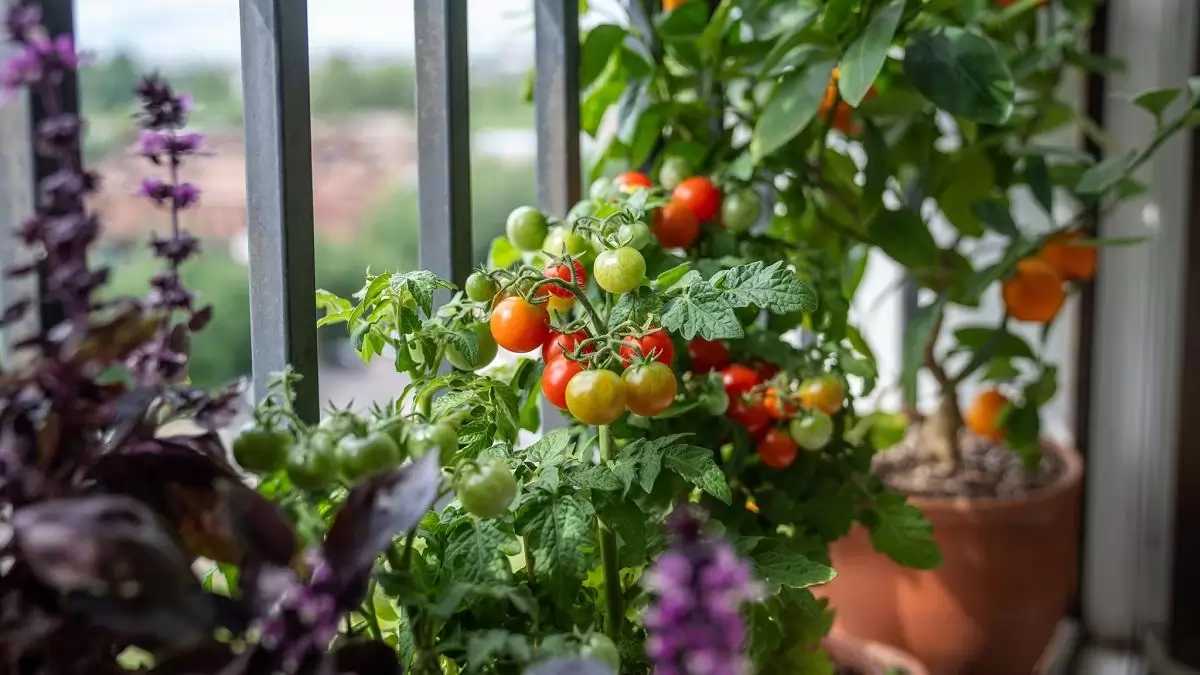 Megjött a tavasz, elindult a kiskerti vetőmagok beszerzése