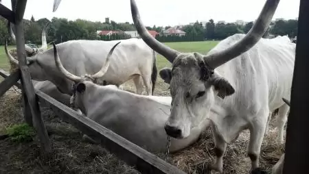 Az Agrárminisztérium jelentős többletforrással segíti a hungarikumok megőrzését
