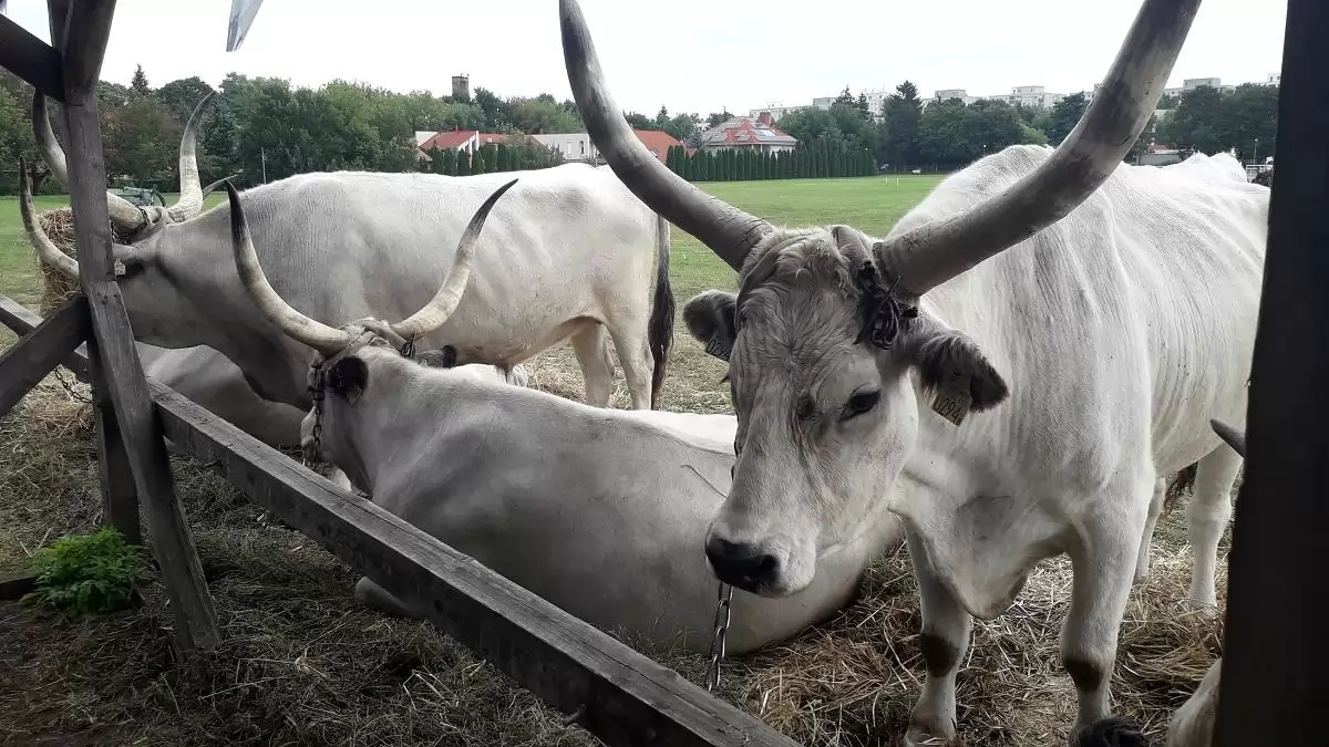 Az Agrárminisztérium jelentős többletforrással segíti a hungarikumok megőrzését