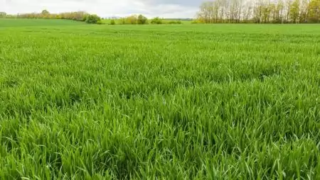 Kulcsfontosságú a megelőzés a kalászosok védelmében 