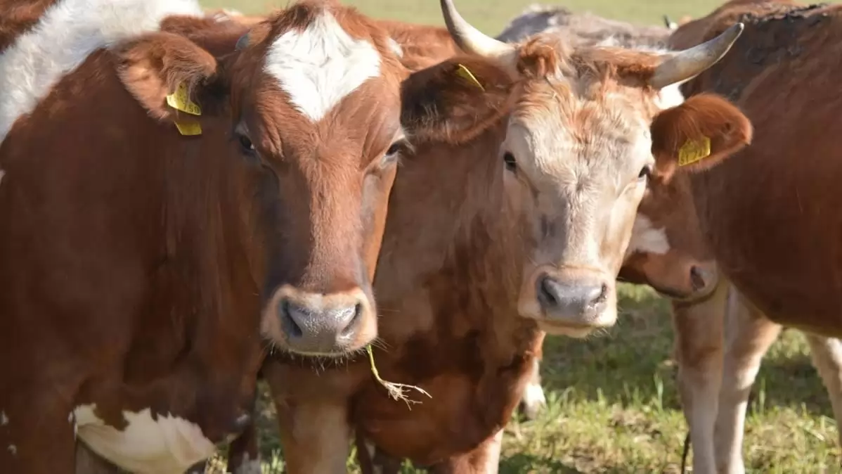 Vége a vektormentes időszaknak: a törpeszúnyogok megjelenésével a kéknyelv-betegség hazai újbóli előfordulása lehetséges