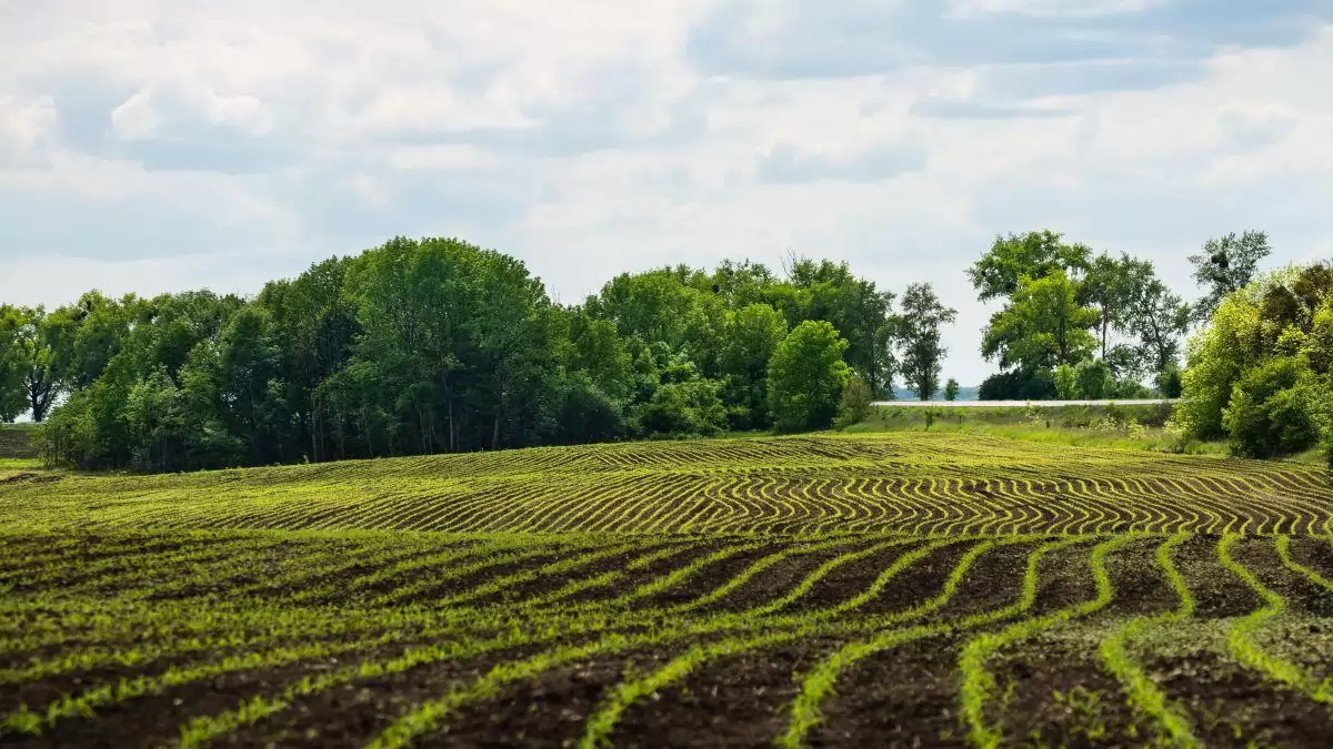 Nem csak gyors növényindulás: ezért értékelődik fel a mikrogranulált starter szerepe a talajélet és a termésbiztonság támogatásában