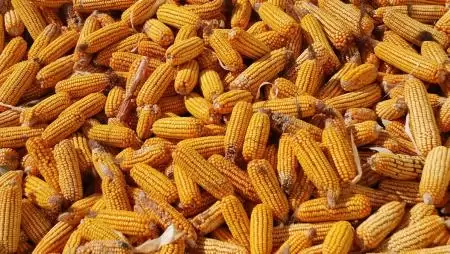 Itthon csökkent, a világpiacon vegyesen alakult a takarmánykukorica ára