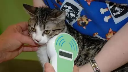 Az első uniós szabályok a macskák és kutyák bántalmazás elleni védelmére