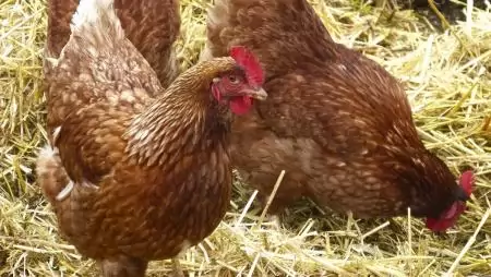 A magas kockázatú vármegyékben is visszavonták a baromfik zártan tartására vonatkozó határozatot