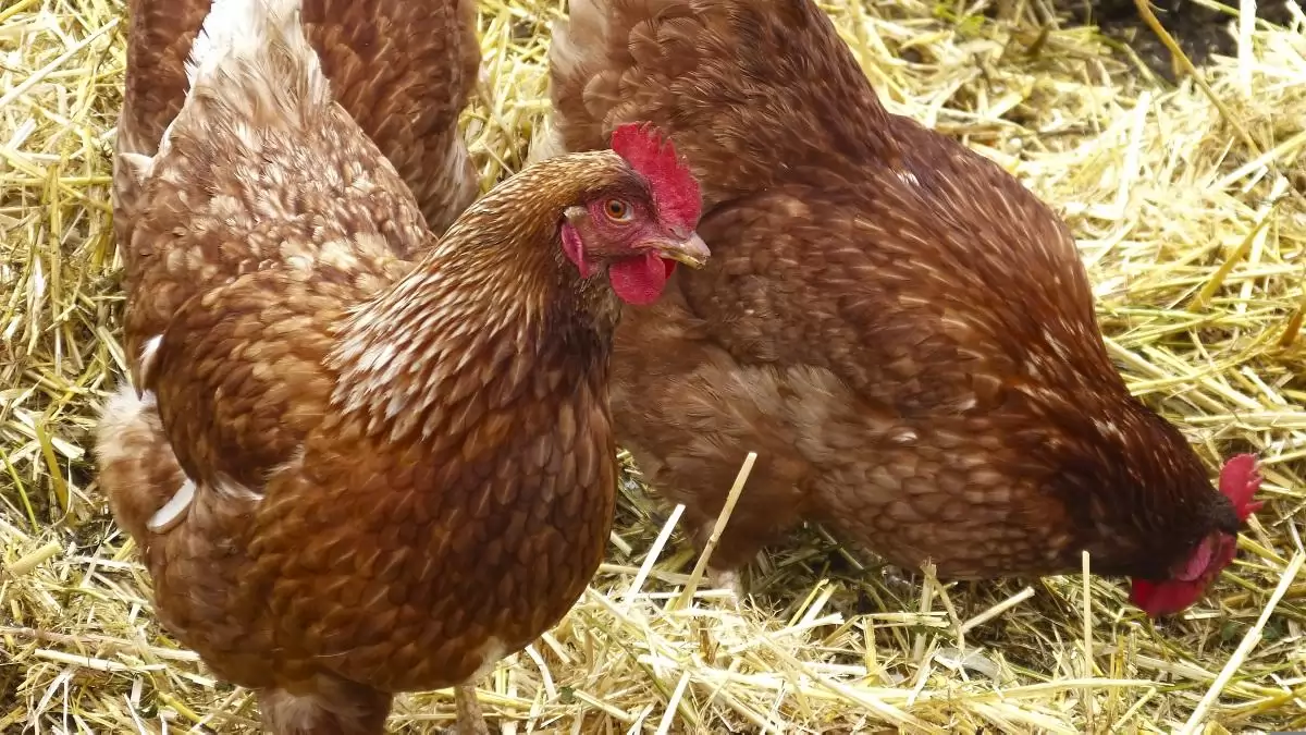 A magas kockázatú vármegyékben is visszavonták a baromfik zártan tartására vonatkozó határozatot