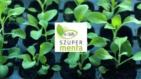 Mi kel ki? – magpapírok kísérlete