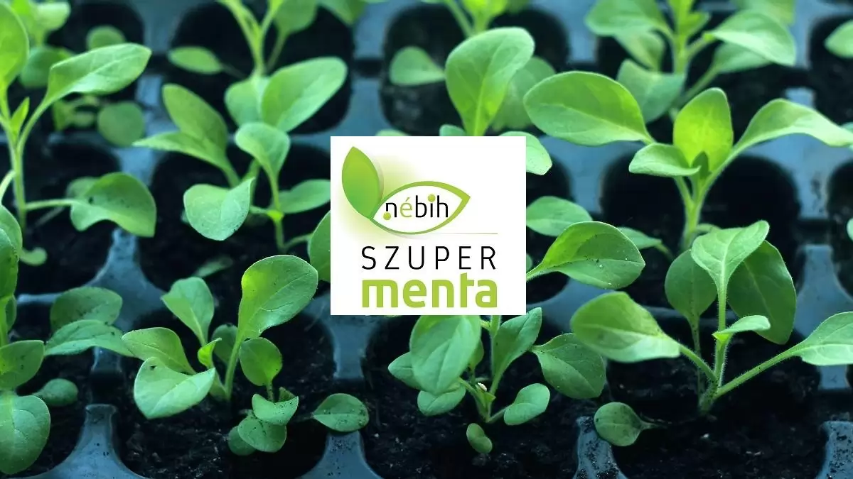 Mi kel ki? – magpapírok kísérlete