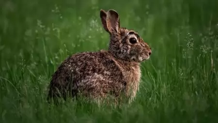 Kettős hatás a nyulak elleni védelemben