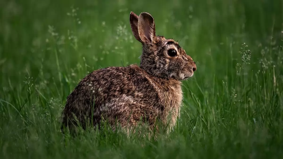 Kettős hatás a nyulak elleni védelemben