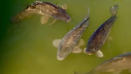 EU-s akvakultúra: 1 millió tonna termelés 2024-ben