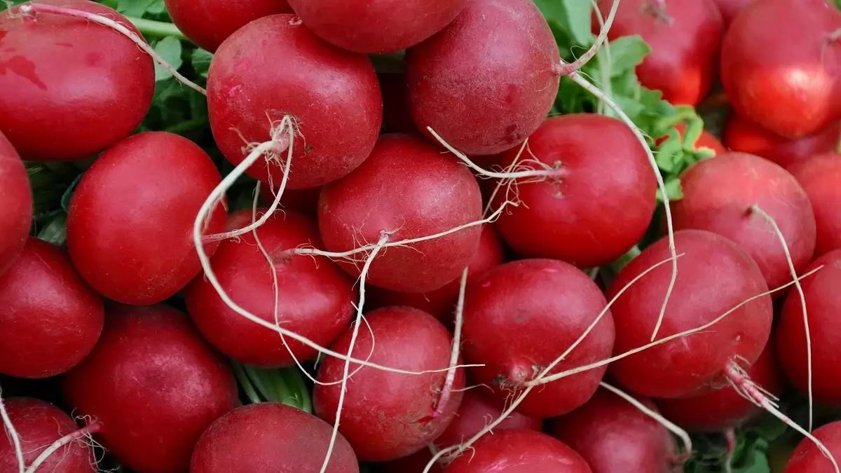 Folytatódik az Európai Friss Akció