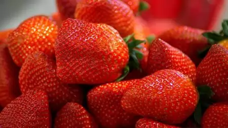 Lassan helyreáll a szamóca kínálata a spanyolországi Huelvában 