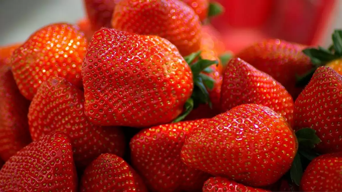 Lassan helyreáll a szamóca kínálata a spanyolországi Huelvában 