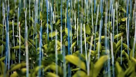 Kertészeti szaporítóanyag és növény-egészségügyi ellenőrzés az ónodi piacon