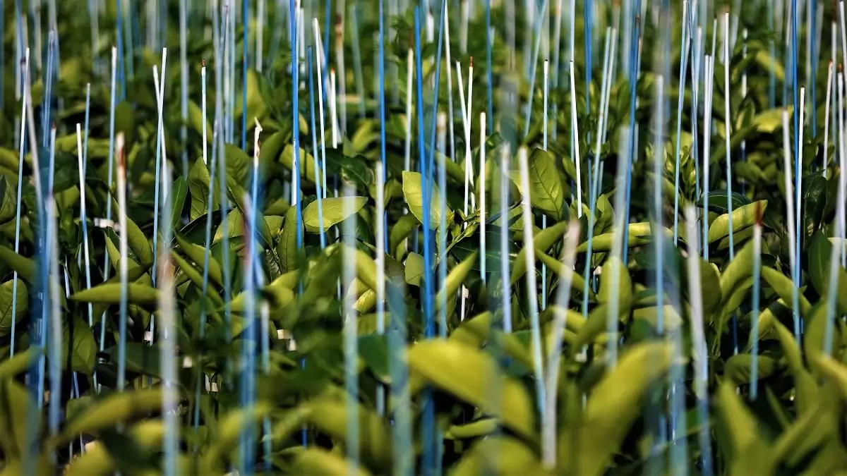 Kertészeti szaporítóanyag és növény-egészségügyi ellenőrzés az ónodi piacon