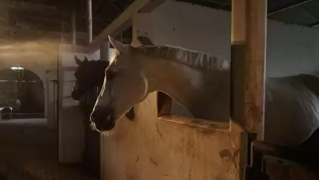 Nyeregbe szállt a Szupermenta: lógyógyászati termékeket vizsgált a Nébih