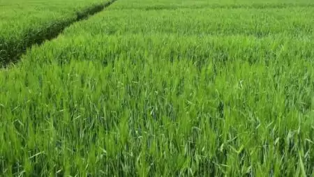 Tízéves pécsi tartamvizsgálat - a mikrobiális készítmények bizonyított hatása