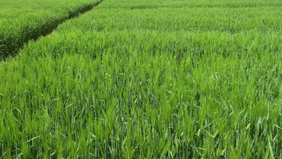 Tízéves pécsi tartamvizsgálat - a mikrobiális készítmények bizonyított hatása