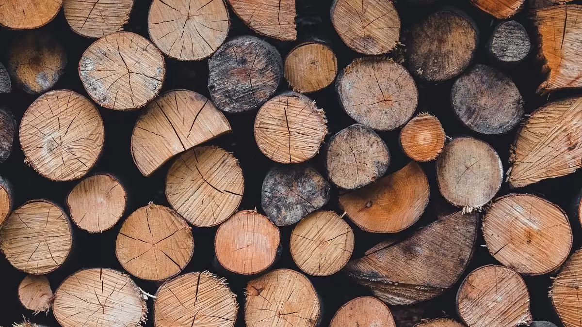 Javuló helyzet az illegális faanyag-kereskedelemben: nincs már extrém magas kockázatú vármegye
