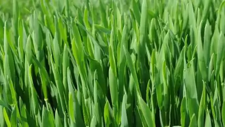 A zászlóslevél védelme – Hogyan őrizhető meg a termés motorja?