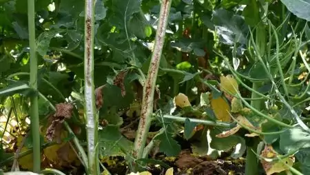 Károsítók a szántóföldön (3. rész) – Április vége-május eleje