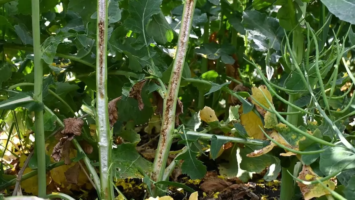 Károsítók a szántóföldön (3. rész) – Április vége-május eleje