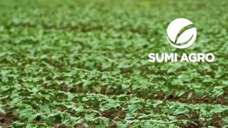 Alapgyomirtásban a Pladge az alap