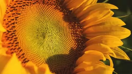 Pictor® Active – Az olajosok első számú gombaölő szere