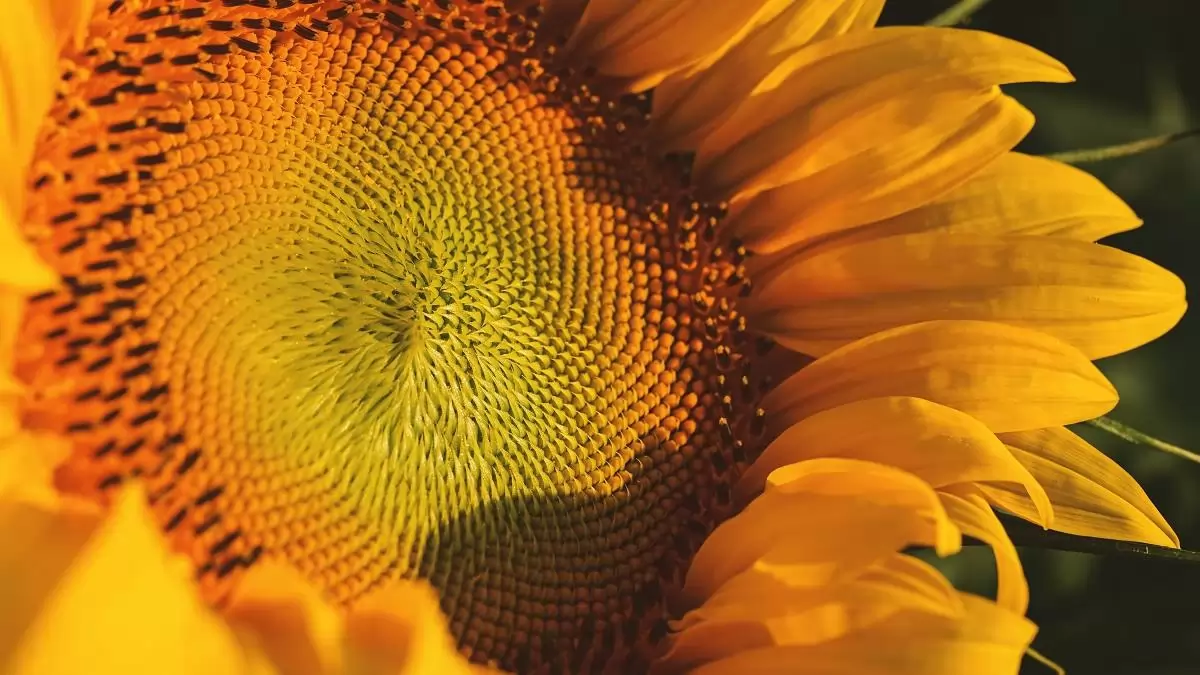 Pictor® Active – Az olajosok első számú gombaölő szere