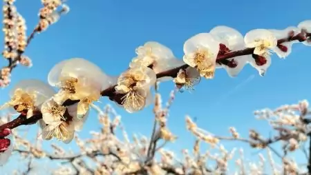 Fagykárfelvétel – Mit tehetünk közvetlenül a fagyok után az ültetvényben?