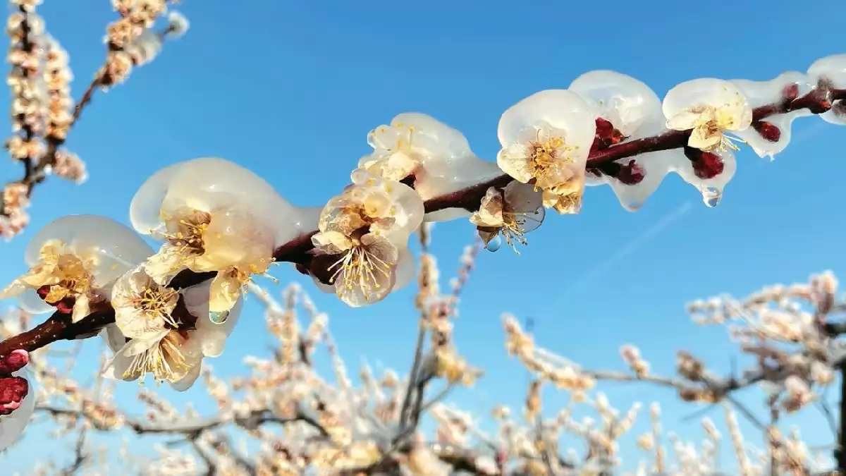 Fagykárfelvétel – Mit tehetünk közvetlenül a fagyok után az ültetvényben?
