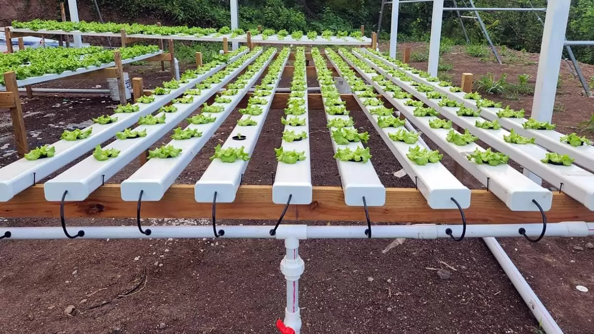 Nincs talaj, nincs probléma – FAO kiemelt történet