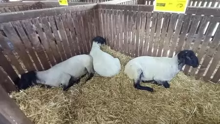 Fontos a hazai juhállomány védelme