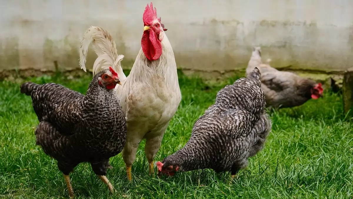 Magyarország ismét mentes a magas patogenitású madárinfluenzától