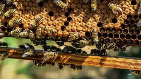 A Méhek világnapját ünnepelték az Agrárminisztériumban
