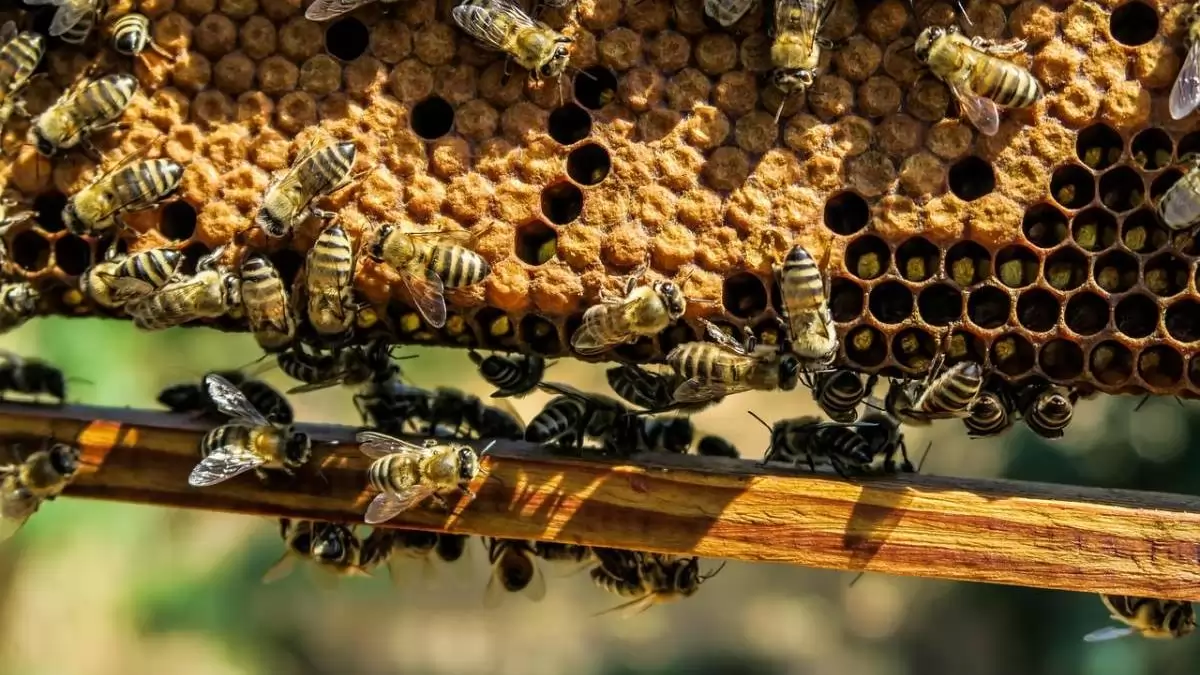 A Méhek világnapját ünnepelték az Agrárminisztériumban