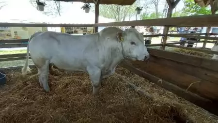 75 százalékkal nőtt a marhahús-export az év elején