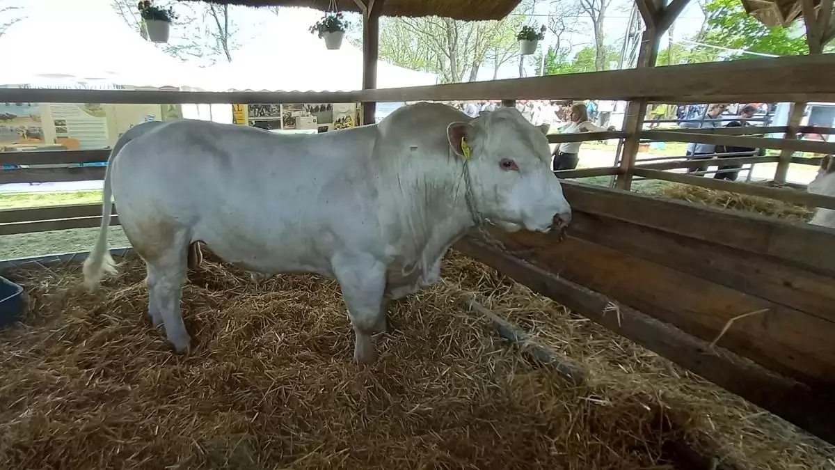 75 százalékkal nőtt a marhahús-export az év elején